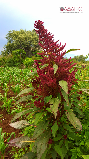 planta de amaranto