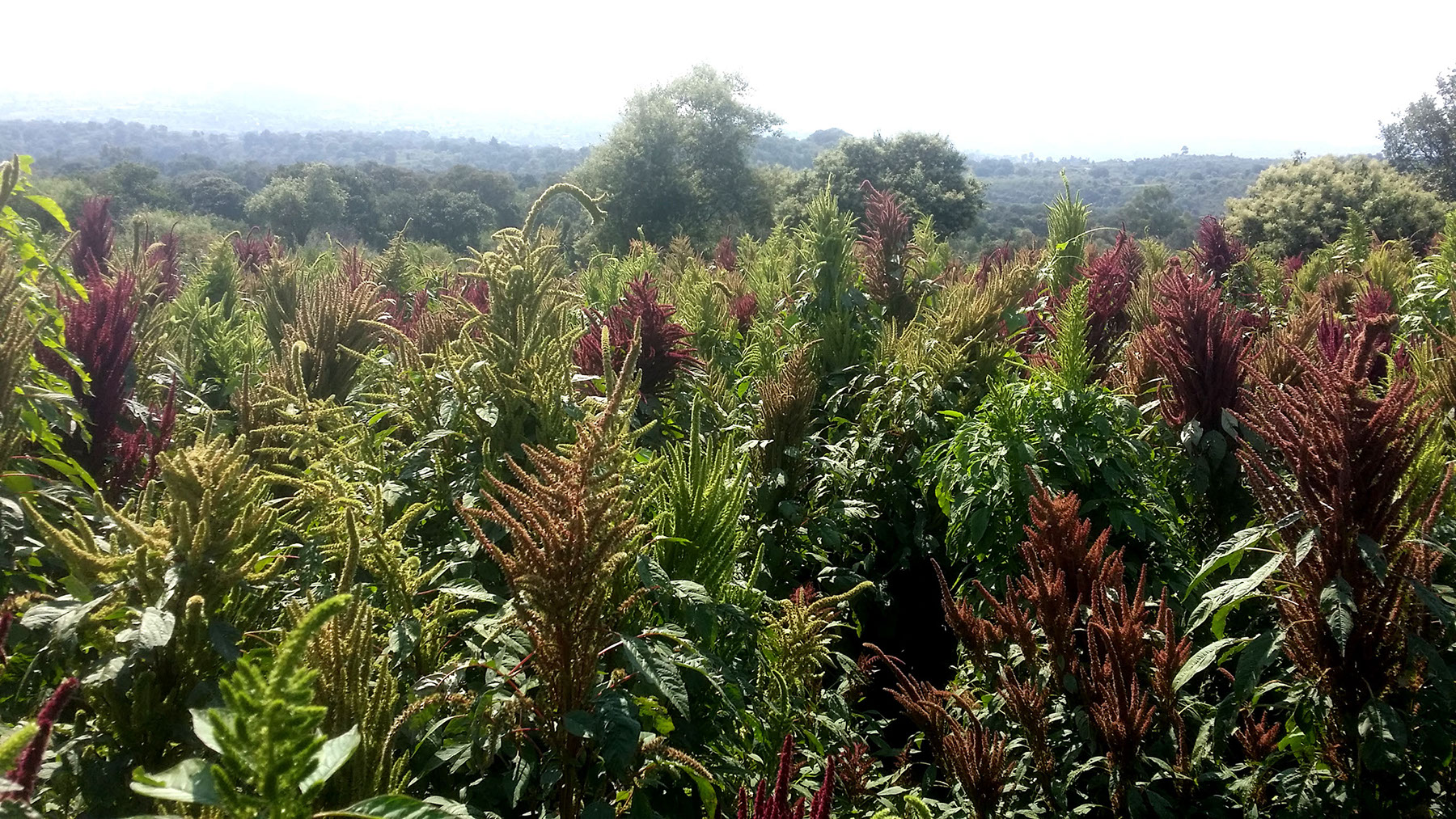 Campos de amaranto